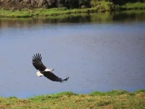 Chobe eagle