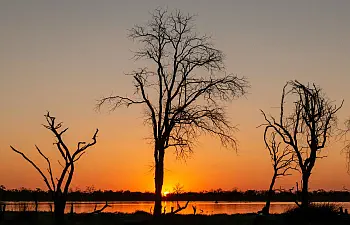 Chobe buffalo