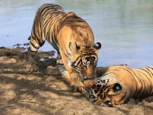 Tiger Brother