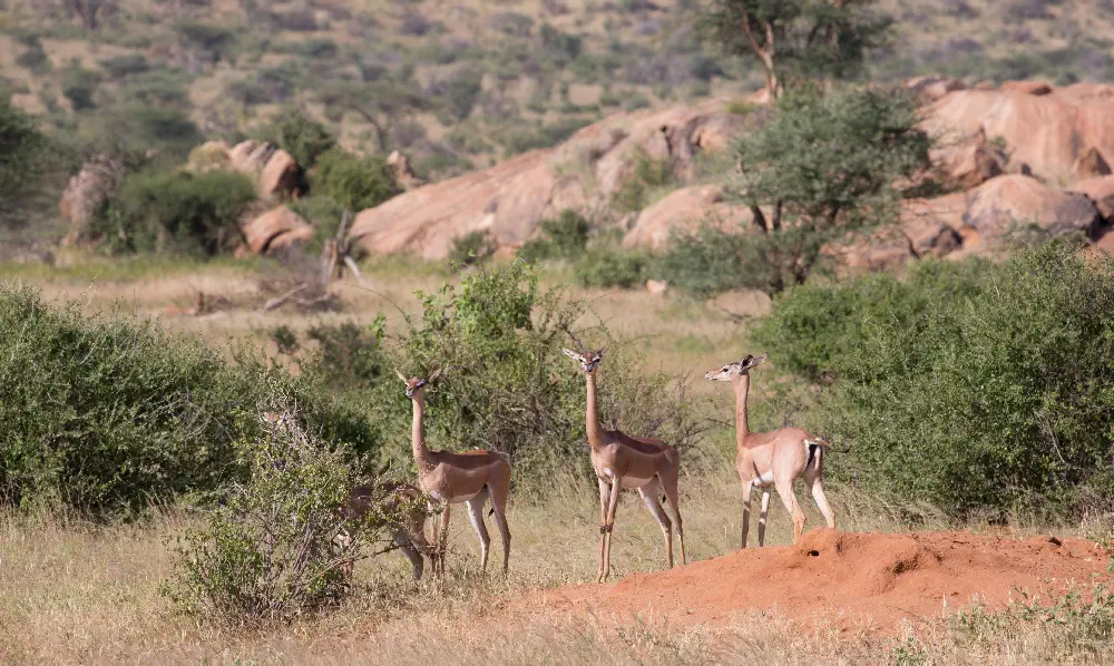 Gerenuk giraffe gazelle
