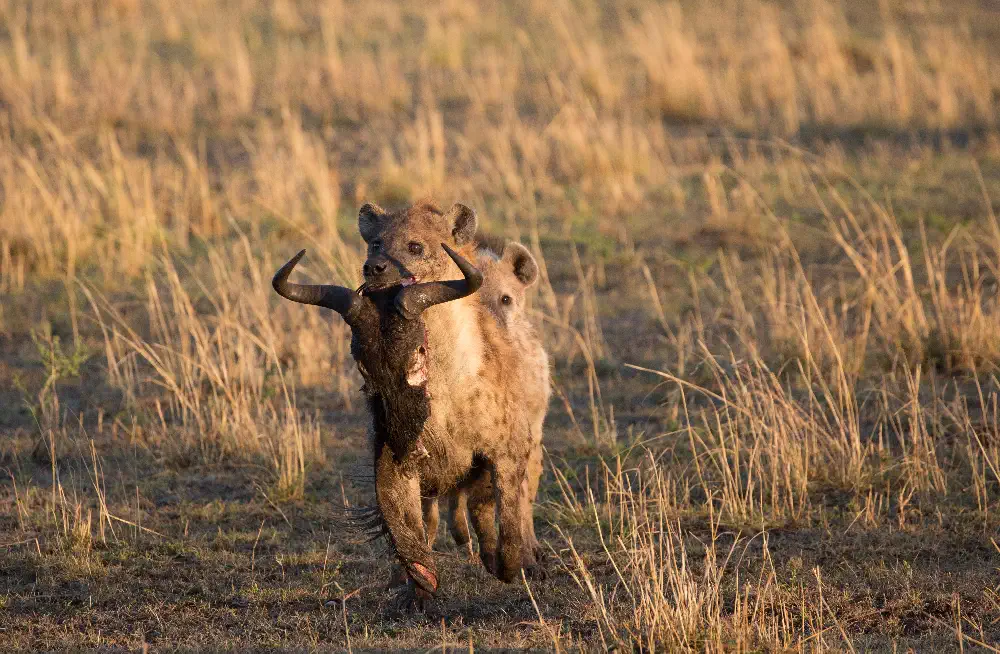 Hyena tracking antelope