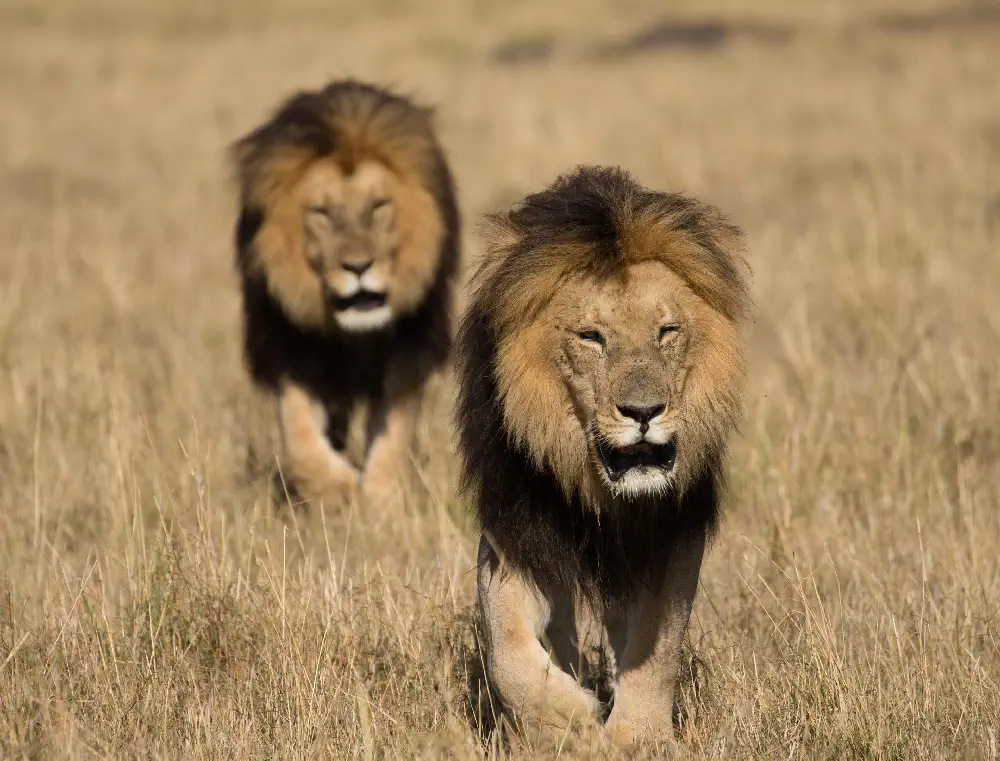 Lion Brothers