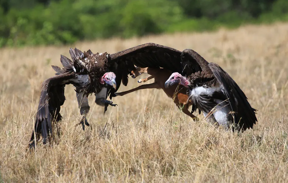 Vultures landing on savanna
