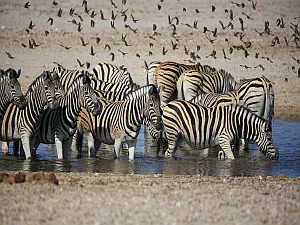 Namibia Zebra