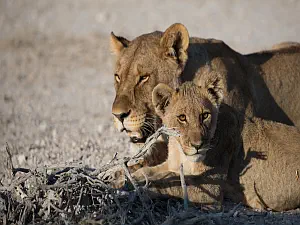 Namibia Lioness & Cub