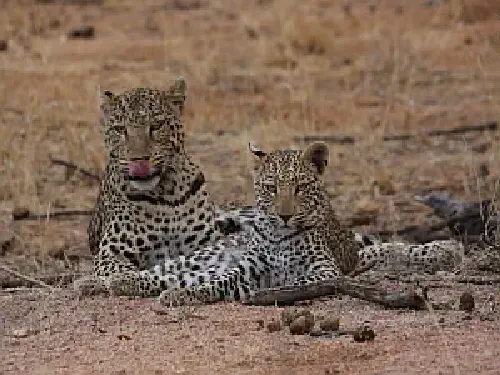 Namibia Leopards