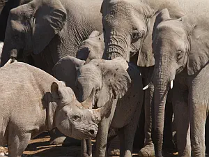 Namibia Elephants & Rhino