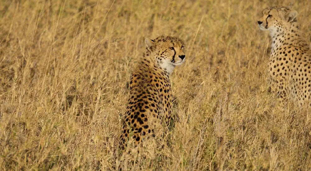 Cheetah & Cub