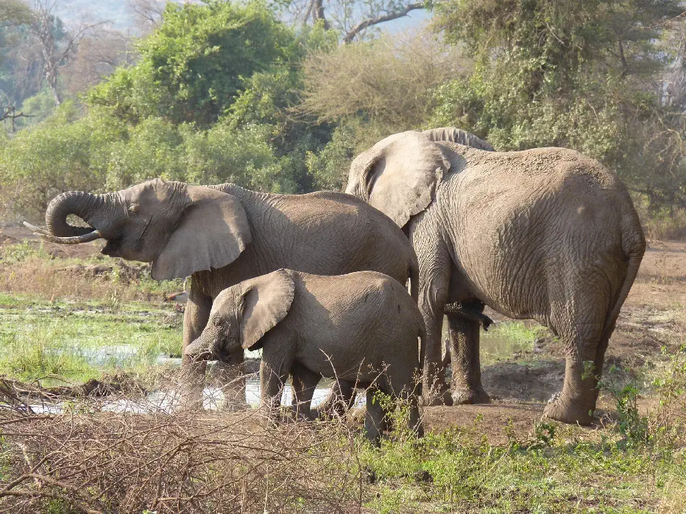 tanzania Elephant Herd