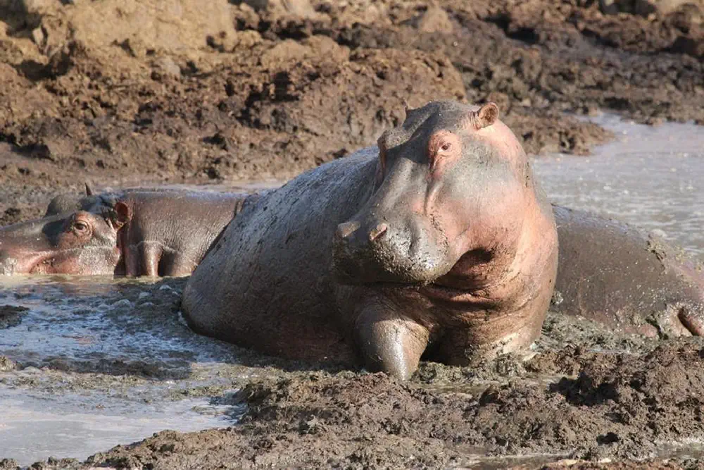 tanzania Hippo