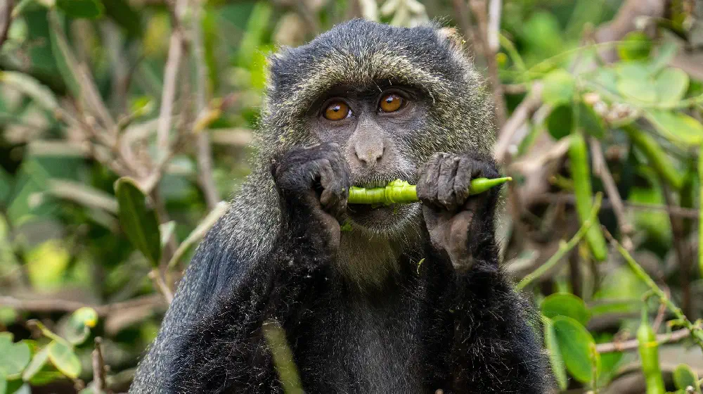 tanzania Monkey