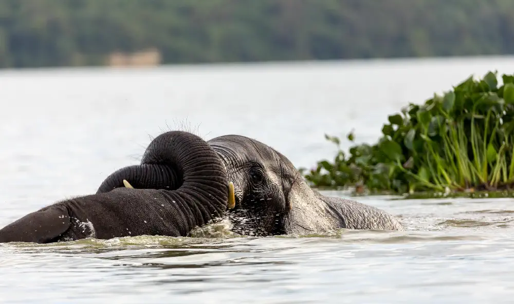 Uganda Elephants